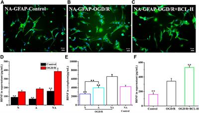 Baicalin Attenuates Oxygen–Glucose Deprivation/Reoxygenation–Induced Injury by Modulating the BDNF-TrkB/PI3K/Akt and MAPK/Erk1/2 Signaling Axes in Neuron–Astrocyte Cocultures